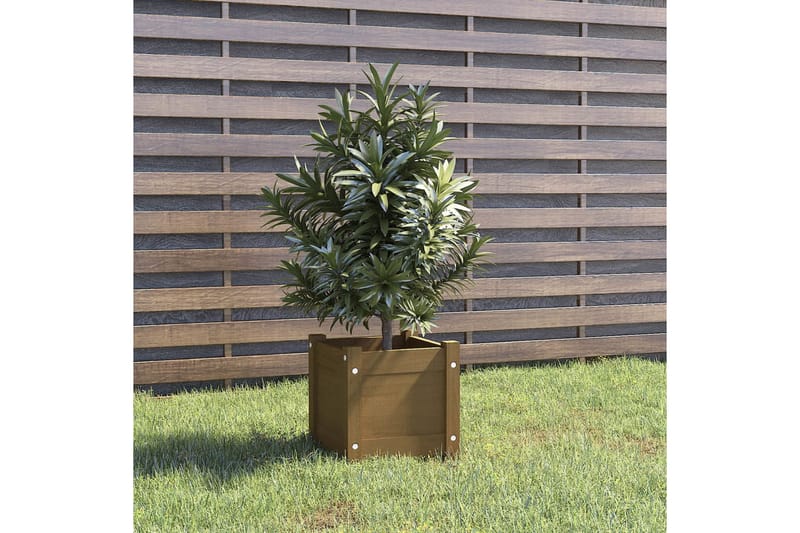 Odlingslåda honungsbrun 31x31x31 cm massiv furu - Honung - Utemöbler - Övrigt utemöbler - Tillbehör utomhus - Utomhuskrukor