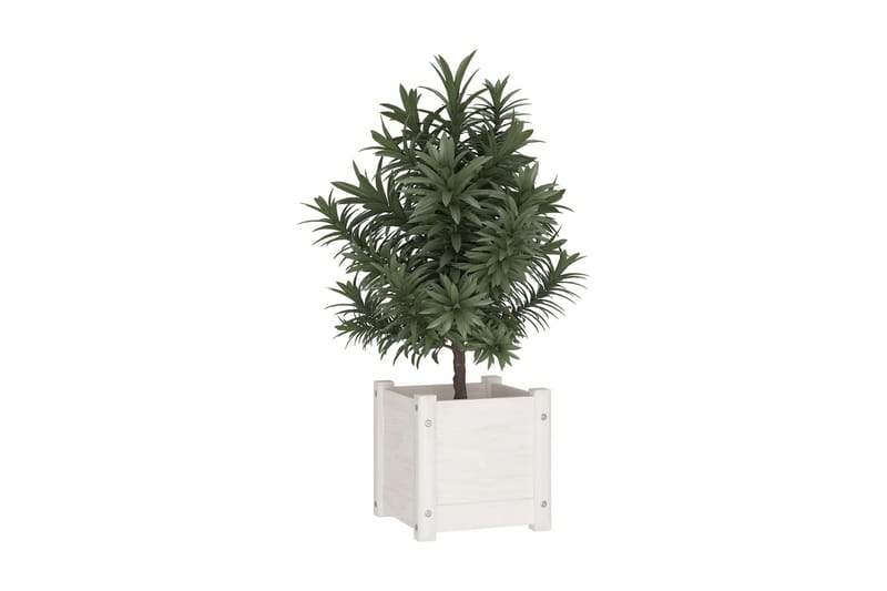 Odlingslådor 2 st vit 31x31x31 cm massiv furu - Vit - Utemöbler - Övrigt utemöbler - Tillbehör utomhus - Utomhuskrukor